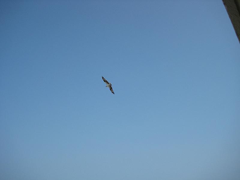 Picture 018